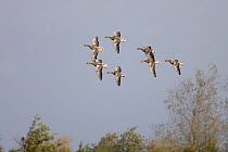 Seven Greylag geese (Anser anser) in flight, Martin Mere WWT, Lancashire, UK, October