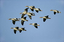 Greylag goose (Anser anser) flock in flight, Welney, WWT, Norfolk, UK, November