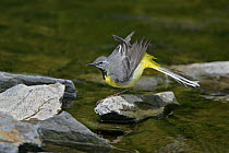 Male Grey wagtail (Motacilla cinerea) shaking feathers after bathing, North Wales, UK, May