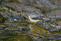 Female Grey wagtail (Motacilla cinerea) in fast flowing stream, North Wales, UK, May