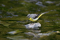 Male Grey wagtail (Motacilla cinerea) with insect prey in stream, North Wales, UK, May