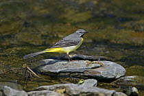 Male Grey wagtail (Motacilla cinerea) perched on rock in stream, North Wales, UK, May