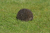 Hedgehog (Erinaceus europaeus) rolled into defensive position in garden, Cheshire, UK, March