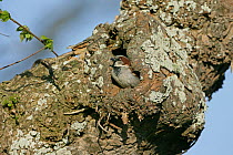 Male House sparrow (Passer domesticus) at entrance to nest hole in Elm tree, Isles of Scilly, UK, May