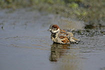Male House sparrow (Passer domesticus) bathing in roadside puddle, Cheshire, UK, February