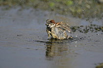 Male House sparrow (Passer domesticus) bathing in roadside puddle, Cheshire, UK, February