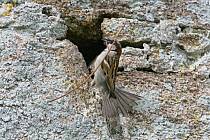 Male House sparrow (Passer domesticus) with nest material at nest hole in old stone wall, Isles of Scilly, UK, May