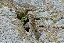 Male House sparrow (Passer domesticus) with nesting material at nest hole in old stone wall, Isles of Scilly, UK, May