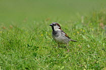 Male House sparrow (Passer domesticus) on ground, Isles of Scilly, UK, May