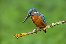 Male Common kingfisher (Alcedo atthis) looking for fish, Yorkshire, UK, May