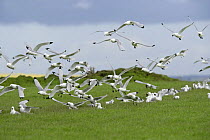 Kittiwakes (Rissa tridactyla) gathering nesting material from a farm field close to breeding cliffs, Fowlsheugh RSPB Reserve, Aberdeenshire, UK, May