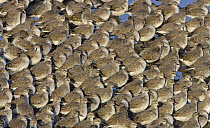 Knot (Calidris canutus) in tight packed flock on shore in winter plumage, Liverpool Bay, UK, November