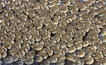 Knot (Calidris canutus) roosting on shore in tight packed flock in winter plumage, Liverpool Bay, UK, November
