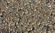 Knot (Calidris canutus) roosting in tight packed flock on shore in winter plumage, Liverpool Bay, UK, November