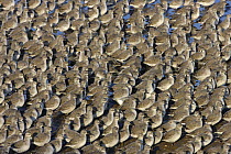 Knot (Calidris canutus) in tight packed flock on shore in winter plumage, Liverpool Bay, UK, November