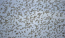 Knot (Calidris canutus) flock in flight in winter plumage, Liverpool Bay, UK, November