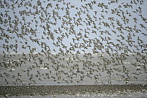 Knot (Calidris canutus) flock landing to join other waders at the tideline in winter plumage, Liverpool Bay, UK, November