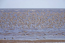 Knot (Calidris canutus) flock in flight at edge of receding tide with Oystercatchers in the foreground, Liverpool Bay, UK, November