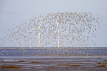 Knot (Calidris canutus) flock landing on shore at waters edge with wind turbines in background, Liverpool Bay, UK, November