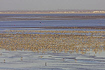 Knot (Calidris canutus) flock feeding on muddy shore, Liverpool Bay, UK, November