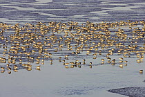 Knot (Calidris canutus) flock feeding on muddy shore in winter plumage, Liverpool Bay, UK, November