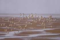 Knot (Calidris canutus) small flock in flight over shore in winter plumage, Liverpool Bay, UK, November