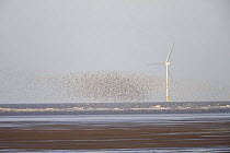 Flock of waders, mainly Knot (Calidris canutus) in flight with wind turbine in background, Liverpool Bay, UK, November