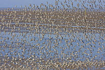 Knot (Calidris canutus) flock in flight over shore in winter plumage, Liverpool Bay, UK, November