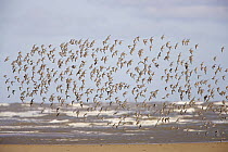 Knot (Calidris canutus) flock in flight, Liverpool Bay, UK, November