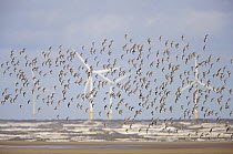 Knot (Calidris canutus) flock in flight with wind turbines in the background, Liverpool Bay, UK, November