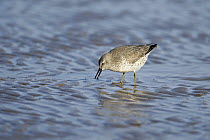 Knot (Calidris canutus) with prey feeding on sand and mud as tide ebbs in winter plumage, Liverpool Bay, UK, February