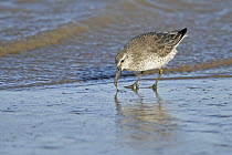 Knot (Calidris canutus) with prey feeding in mud at edge of ebbing tide in winter plumage, Liverpool Bay, UK, February