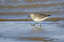 Knot (Calidris canutus) running on mudflat at the edge of the ebbing tide in winter plumage, Liverpool Bay, UK, February