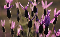 French / Spanish lavender (Lavandula stoechas) in flower, Monfrague National Park, Extremadura, Spain, March 2009