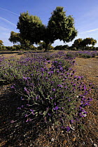 Holm oak (Quercus ilex rotundifolia) and French / Spanish lavender (Lavandula stoechas) in Dehesa landscape, Monfrague National Park, Extremadura, Spain, April 2009