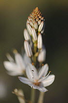White asphodel (Asphodelus albus) flowering, Monfrague National Park, Extremadura, Spain, April 2009