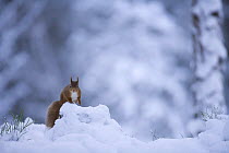 Red squirrel (Sciurus vulgaris) in snow, Glenfeshie, Cairngorms NP, Scotland, February 2009