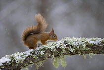 Red squirrel (Sciurus vulgaris) on branch in snow, Glenfeshie, Cairngorms NP, Scotland, February 2009