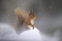 Red squirrel (Sciurus vulgaris) alert in snow, Glenfeshie, Cairngorms NP, Scotland, February 2009