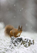 Red squirrel (Sciurus vulgaris) on tree stump in snow, Glenfeshie, Cairngorms NP, Scotland, February 2009