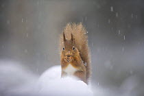 Red squirrel (Sciurus vulgaris) in snow, Glenfeshie, Cairngorms NP, Scotland, February 2009