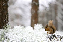 Red squirrel (Sciurus vulgaris) on tree stump, feeding in snow, Glenfeshie, Cairngorms NP, Scotland, February 2009