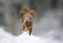 Red squirrel (Sciurus vulgaris) jumping with food, in winter forest, Glenfeshie, Cairngorms NP, Scotland, February 2009