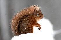 RF- Red squirrel (Sciurus vulgaris) portrait, in snow, Cairngorms National Park, Scotland, March 2007. (This image may be licensed either as rights managed or royalty free.)