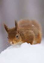 Red squirrel (Sciurus vulgaris) foraging in snow, Glenfeshie, Cairngorms NP, Scotland, February 2008