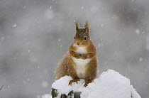 Red squirrel (Sciurus vulgaris) sitting on snow covered tree stump, Glenfeshie, Cairngorms NP, Scotland, February 2009