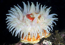 Sea anemone (Urticina eques) Kristiansund, Nordmre, Norway, March 2009
