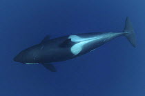 Killer whale / Orca (Orcinus orca) underwater, Kristiansund, Nordmre, Norway, February 2009