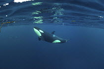 Killer whale / Orca (Orcinus orca) just below the surface, Kristiansund, Nordmre, Norway, February 2009