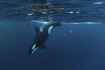 Killer whale / Orca (Orcinus orca) diving, Kristiansund, Nordmre, Norway, February 2009